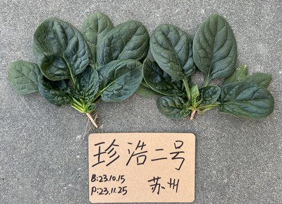 珍浩二号 菠菜