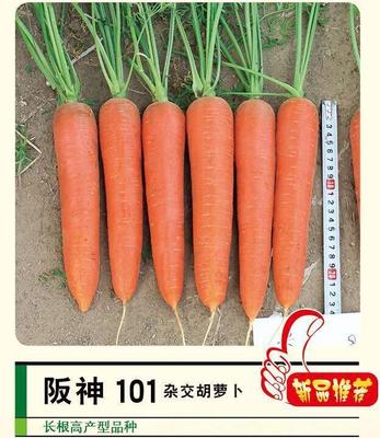 阪神101 杂交胡萝卜