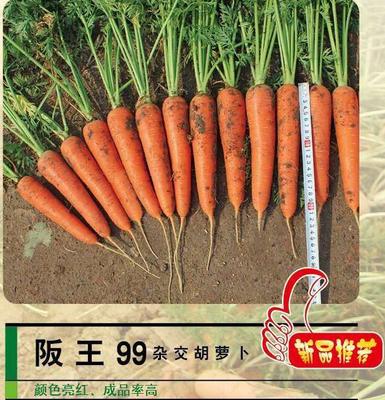 阪王99 杂交胡萝卜