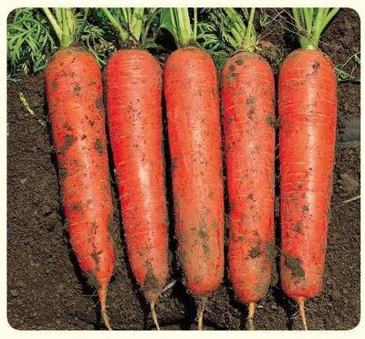 缨红908 杂交胡萝卜