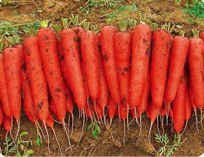 雷肯德 杂交胡萝卜