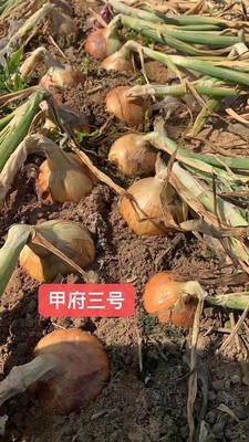 甲府三号 洋葱