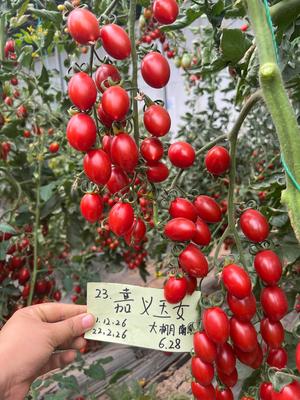 嘉义玉女 樱桃番茄