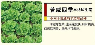 普威四季半结球生菜
