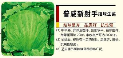 普威新射手结球生菜