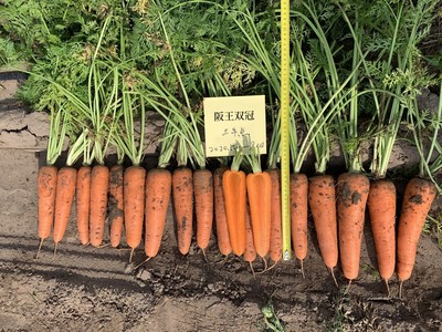 阪王双冠 &nbsp;&nbsp;杂交胡萝卜