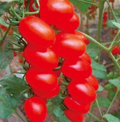 美丽红 &nbsp;樱桃番茄