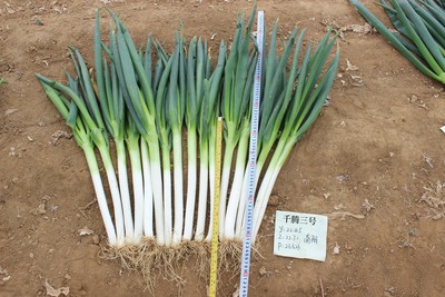 千腾三号 &nbsp;大葱