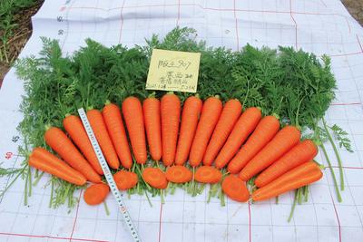 阪王907 杂交胡萝卜