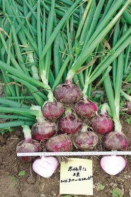 赤珠早红 洋葱