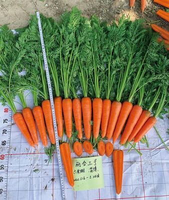 丽合三号 杂交胡萝卜