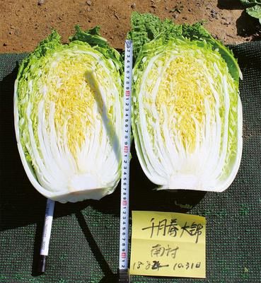 千腾大锦 白菜