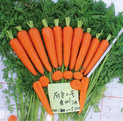 丽合二号 杂交胡萝卜