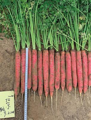 普威汉娜 杂交胡萝卜