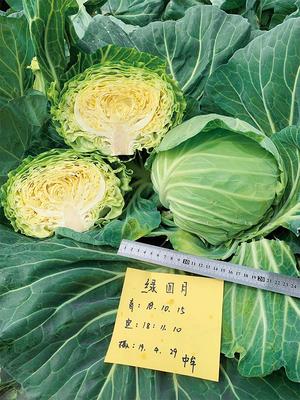 普威绿四月 甘蓝