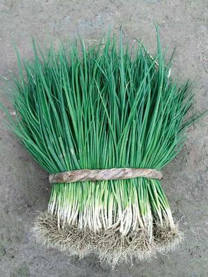 普威香香 小香葱