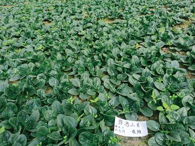 珍浩三号 菠菜