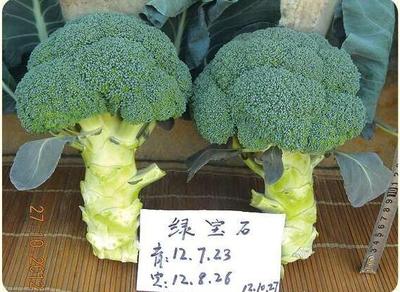 普威绿宝石 &nbsp;西兰花