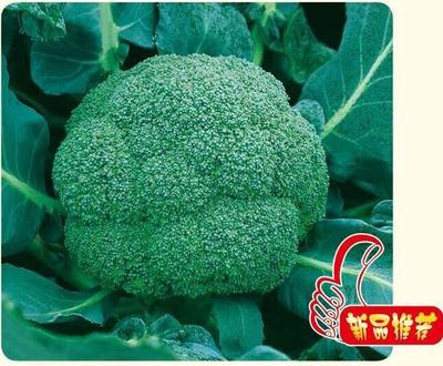 普威一品 西兰花