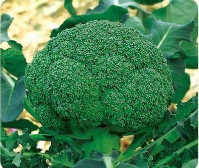 青藏高原 西兰花