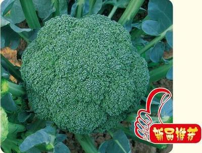 耐寒美秀 花椰菜