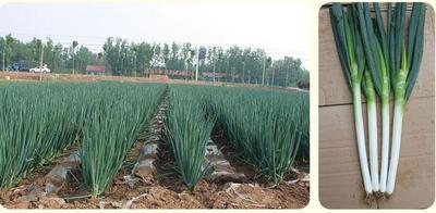 长夏 &nbsp;大小葱兼用