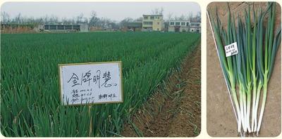 普威明慧 &nbsp;大葱