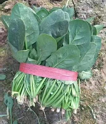 普威顶绿 菠菜